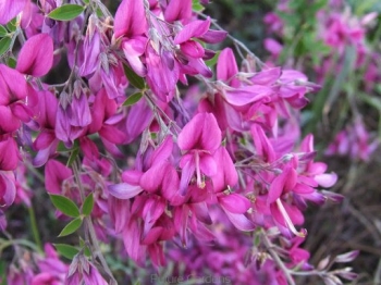 sadzonki - Lespedeza thunbergii GIBRALTAR /C3