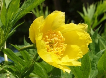 rośliny ozdobne - Paeonia lutea var. ludlowii Piwonia tybetańska /P11 *K16