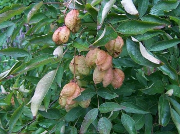 rośliny ogrodowe - Kłokoczka trójlistkowa Staphylea trifolia C3/40-60cm *2