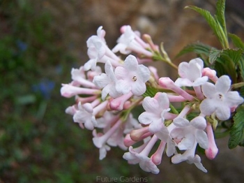 rośliny ogrodowe - Kalina DEBEN Viburnum bodnantense C10/80-100cm *8