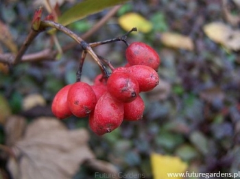 rośliny ozdobne - Kalina drobnolistna Viburnum parvifolium C3/1m