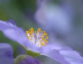 rośliny ozdobne - Abutilon x suntense Klonik C2/30-40cm *T52