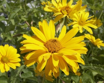 rośliny ogrodowe - Słoneczniczek szorstki (Heliopsis helianthoides) /C2 *K16