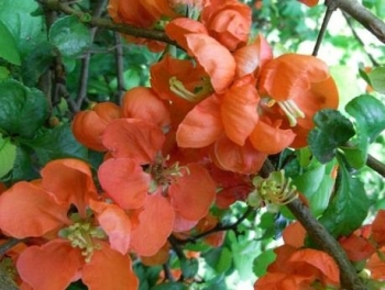 sklep ogrodniczy - Pigwowiec okazały ORANGE Trail (Chaenomeles x superba) C3/40cm