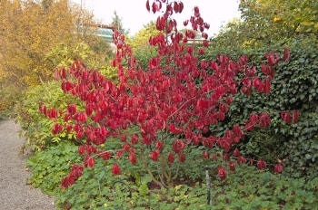 sklep ogrodniczy - Trzmielina wielkokwiatowa RED WINE Euonymus grandiflorus C20/1,4-1,8m