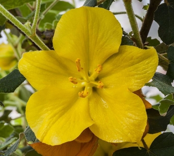 rośliny ogrodowe - Fremontia CALIFORNIA GLORY in. Flanelowy krzew Fremontodendron C3/60-80cm *T51