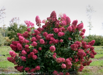 sklep ogrodniczy - Hortensja wiechowata 'SMHPFL' Fire Light® Hydrangea paniculata /C3