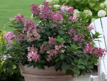 sadzonki - Hortensja wiechowata 'SMHPFL' Little Quick Fire® Hydrangea paniculata /C7,5 *17