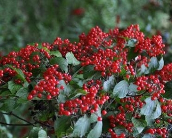 sklep ogrodniczy - Kalina brzozolistna Viburnum betulifolium C3/60-80cm *13