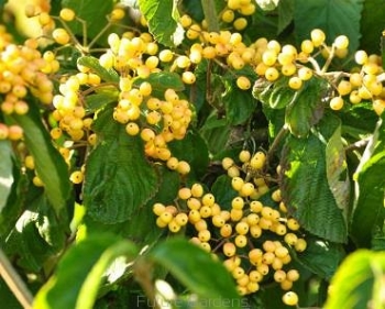 sadzonki - Kalina lipowa MICHAEL DODGE® K.szorstkowłosa Viburnum dilatatum C3/20-30cm *10
