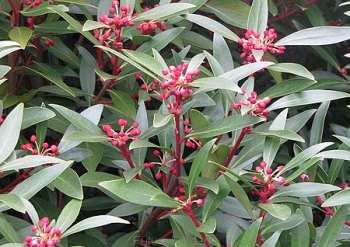 sadzonki - Drimys lanceolata syn. Tasmannia lanceolata C2/30cm