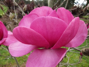 sadzonki - Magnolia FELIX 'Feliks Jury' C2/20-30cm *10