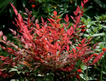 rośliny ogrodowe - Nandina domestica OBSESSED /C2 *K20