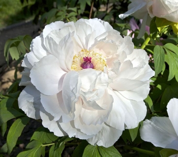 sklep ogrodniczy - Piwonia drzewiasta SHU JING BAI (biała) Peonia suffruticosa - kłącze 1szt.