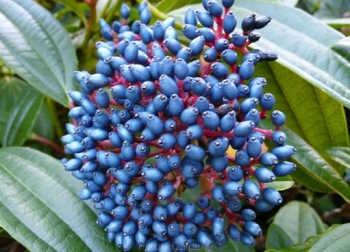 rośliny ogrodowe - Kalina Dawida Viburnum davidii C3/20cm *T17