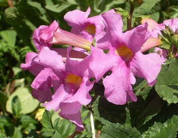 sadzonki - Inkarwilla Delavaya Incarvillea delavayi ang. Hardy gloxinia /P11