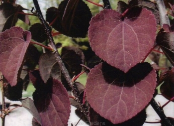 rośliny ozdobne - Grujecznik japoński ROTFUCHS Cercidyphyllum japonicum C5/60-80cm *13