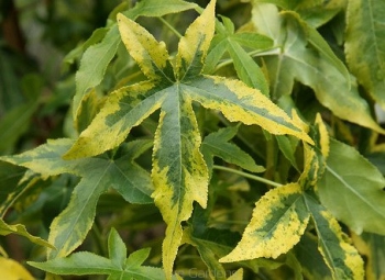 rośliny ozdobne - Ambrowiec balsamiczny AURORA Liquidambar styraciflua C2/30-40cm