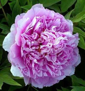 rośliny ogrodowe - Piwonia drzewiasta CAI HUI (niebieska) Paeonia suffruticosa C4/20cm *6-O