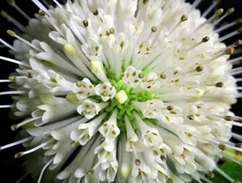 rośliny ogrodowe - Guzikowiec zachodni MAGICAL® 'MOONLIGHT' Cephalanthus occidentalis C3/40-60cm