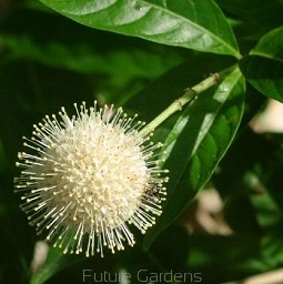 sklep ogrodniczy - Guzikowiec zachodni na PNIU Cephalanthus occidentalis C7,5/Pa50(100)cm *7