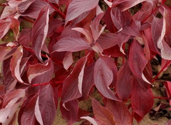 rośliny ogrodowe - Dereń biały BATON ROUGE 'Mintbat' Cornus alba C3/60-80cm *21