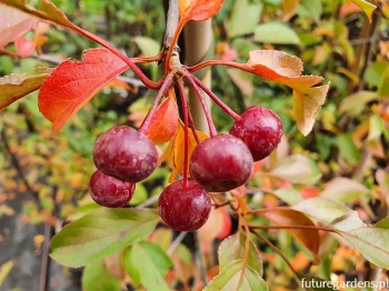 rośliny ozdobne - Jabłoń hupeheńska Malus hupehensis syn. Malus theifera C5/1,5-1,8m *K6