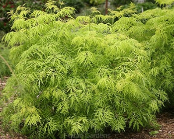 sadzonki - Sambucus racemosa LEMONY LACE™ ‘SMNSRD4’ /C3