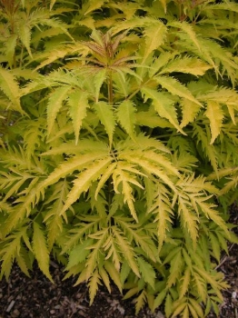 rośliny ogrodowe - Bez kolumnowy GOLDEN TOWER 'Jdeboer001' PBR Sambucus nigra C3/30-60cm