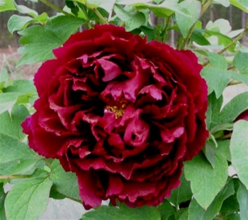 rośliny ogrodowe - Japońska Piwonia Drzewiasta Black Paeonia suffruticosa