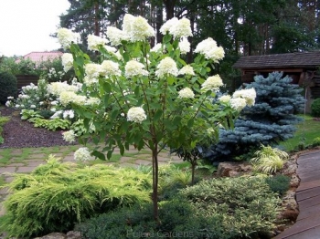 sadzonki - Hortensja bukietowa POLAR BEAR® na PNIU Hydrangea paniculata C5/Pa60-80cm