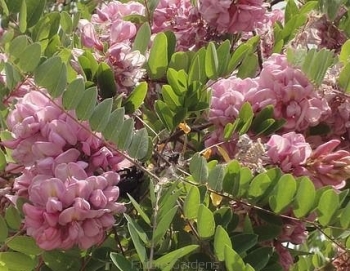 rośliny ogrodowe - Robinia ANNA IRENA C5/1,5m *6