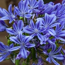 rośliny ogrodowe - Agapant DONAU Lilia afrykańska Agapanthus africanus /C5