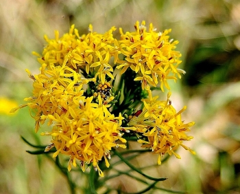 rośliny ozdobne - Ożota zwyczajna Aster linosyris /C2 *K3