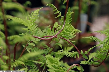 sadzonki - Wietlica samicza LADY IN RED Athyrium filix-femina /C5