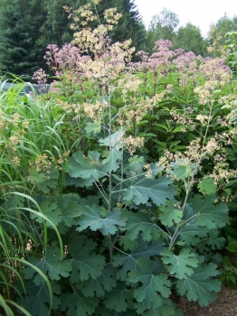 rośliny ogrodowe - Makleja sercowata Bokkonia Macleaya cordata - 20 nasion