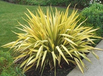 sklep ogrodniczy - Len nowozelandzki YELLOW WAVE Tęgosz właściwy Phormium tenax C5/40-60cm