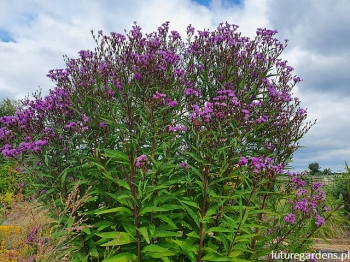 sadzonki - Wernonia włosista MAMMUTH Vernonia crinita /P11 *K7