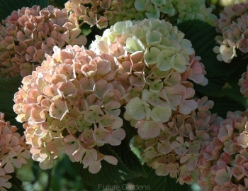 rośliny ogrodowe - Kalina japońska MARRY MILTON Viburnum plicatum balot/50cm