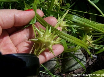 sadzonki - Turzyca Graya Carex grayi - 10szt. nasion