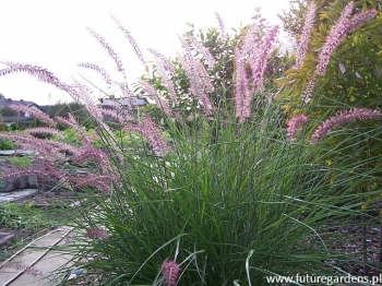 sklep ogrodniczy - Piórkówka wschodnia KARLEY ROSE Pennisetum orientale - 20szt. nasion