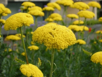 sklep ogrodniczy - Krwawnik wiązówkowaty żółty( Achillea filipendulina) C2