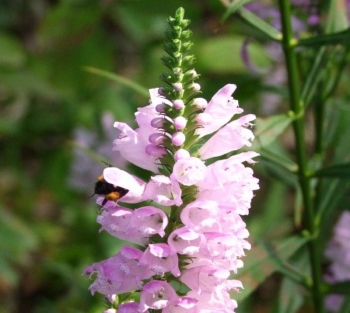 rośliny ozdobne - Odętka wirginijska RÓŻOWA Physostegia virginiana -20szt. nasion