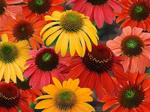 rośliny ogrodowe - Jeżówka MIX kolorów Echinacea ~50szt. nasion