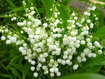 sklep ogrodniczy - Konwalia majowa Convallaria majalis - 30 nasion