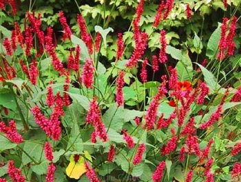 sadzonki - Rdest himalajski  Persicaria amplexicaulis - 20szt. nasion