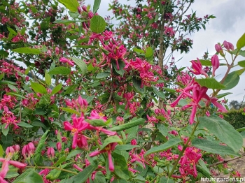 sklep ogrodniczy - Suchodrzew tatarski Arnold Red (Lonicera tatarica Arnold Red) C5/80-100cm *3