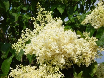 sklep ogrodniczy - Lilak japoński IVORY SILK Syringa reticulata - 10szt. nasion
