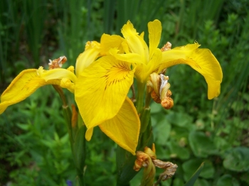 rośliny ozdobne - Kosaciec ŻÓŁTY Irys Iris pseudacorus 5szt. nasion