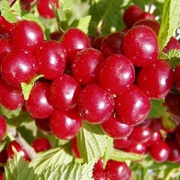 sklep ogrodniczy - Wiśnia kosmata Prunus tomentosa - nasiona (pestki) 20 szt.